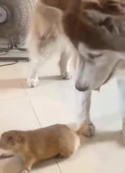 Вот пристал...