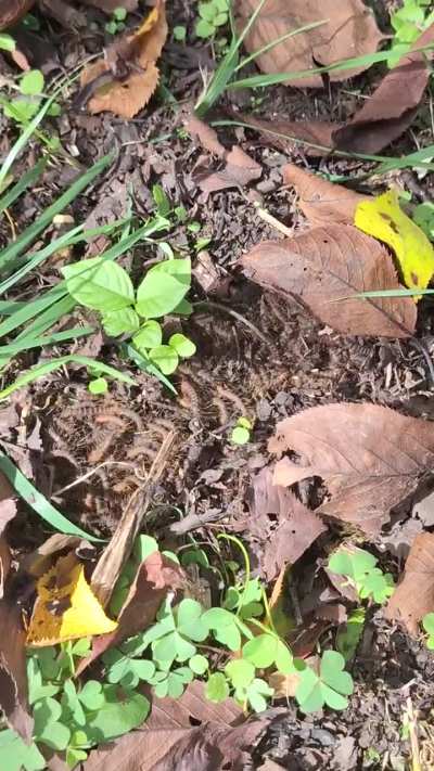 Dog was messing with the dirt near mountains in Nagano Japan