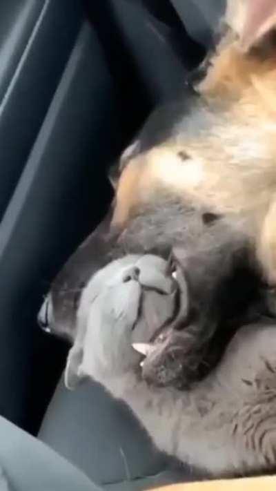 How they bond even in sleep