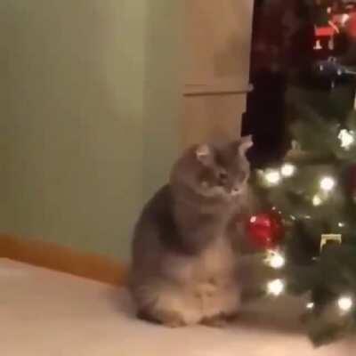 Gatas do luba se preparando para encontrar o estranho sem barba de novo