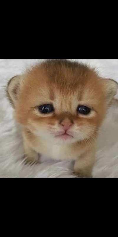 big poo caught looking at apandah porn