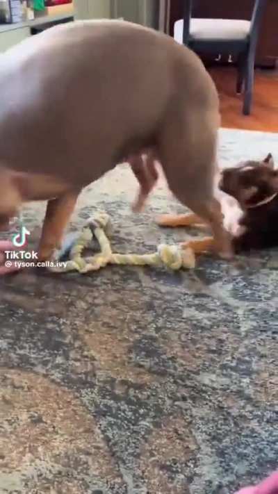 That's not a squeaky toy