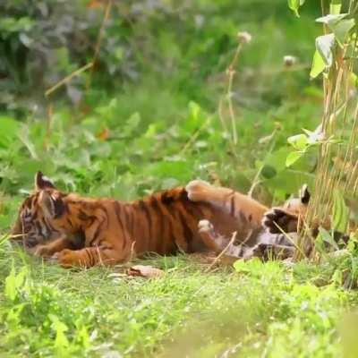 Just some Sumatran tiger cub triplets having fun... (1st post more details).