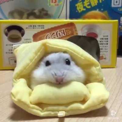 Hamham Getting Comfy