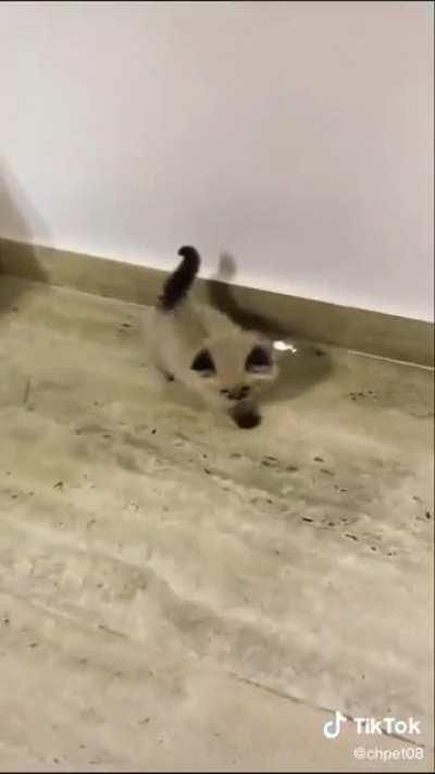 such a small kitty for those big screams 😂