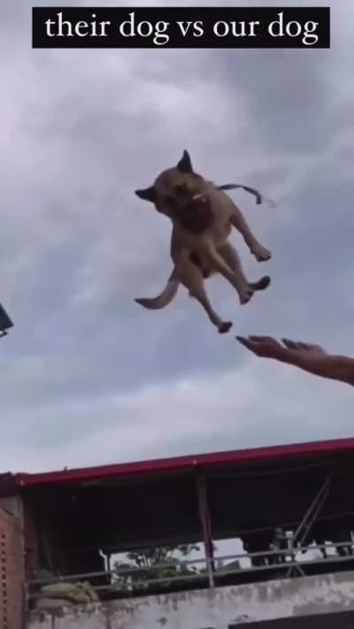 Their Dog Vs My Dog 😂