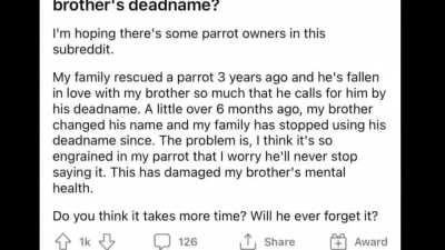 Behold the most based bird to ever fly over the Earth!