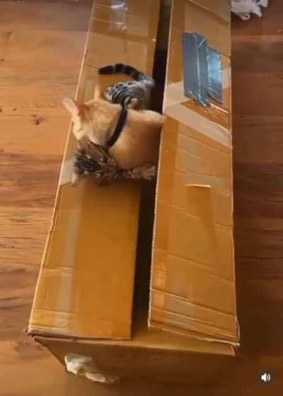 Внезапный Кусь!