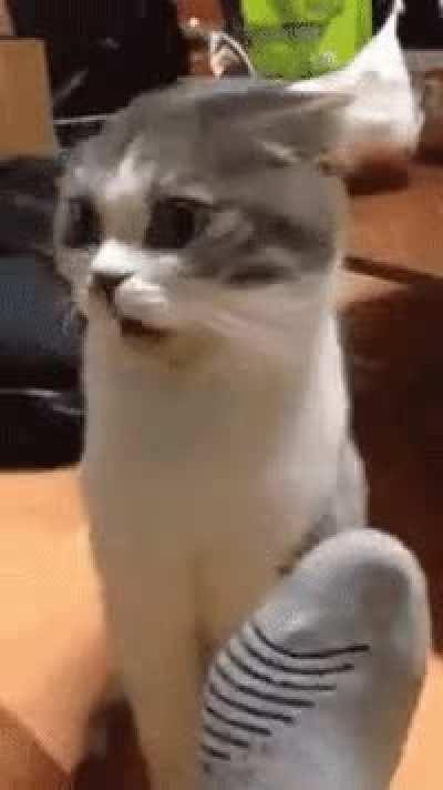 Hooman just... Wow... Wash your feet!