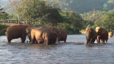 He is the Real Tarzan!