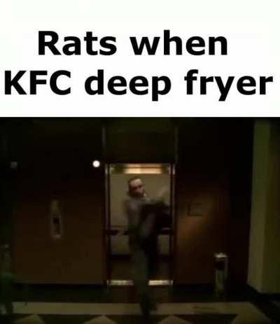Rats When the KFC Fryers are On.
