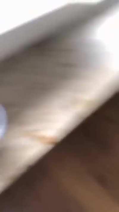 The Dog was utterly betrayed