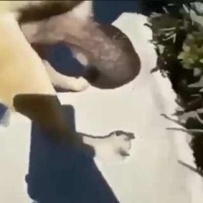 dog with huge ass nutsack