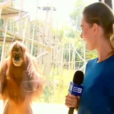 Orangutan at Melbourne zoo