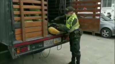to smuggle drugs inside watermelons