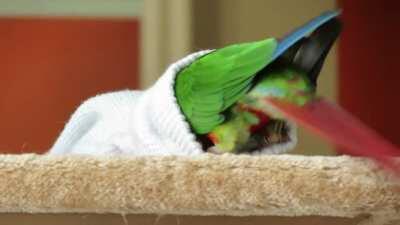 Sock and wolf whistles