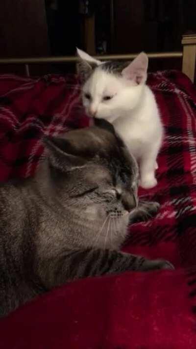 Simon, my oldest and sweetest rescue, patiently accepting some affection from our foster kitten Toast