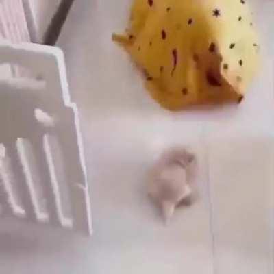 Blanknetkeos, The PET CONSUMER