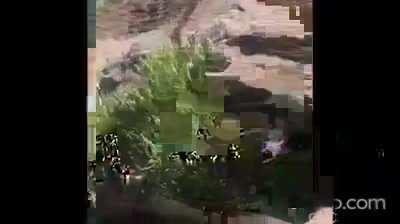 Hedgehog lowered down a cliff and carried out to sea