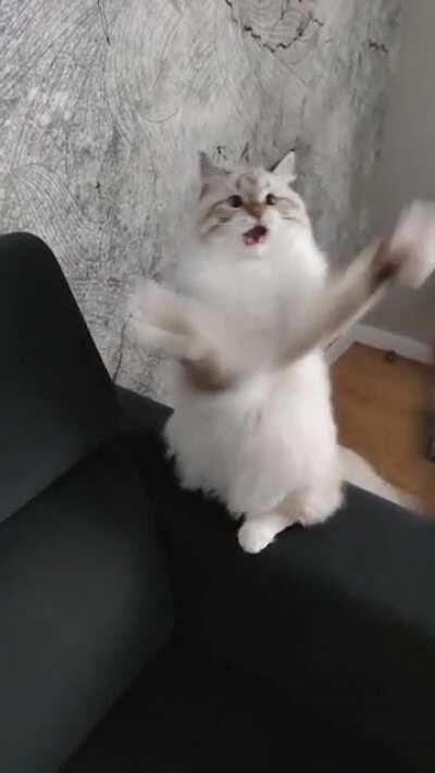 Playing with my cat.. Just look at her face while catching the toy!