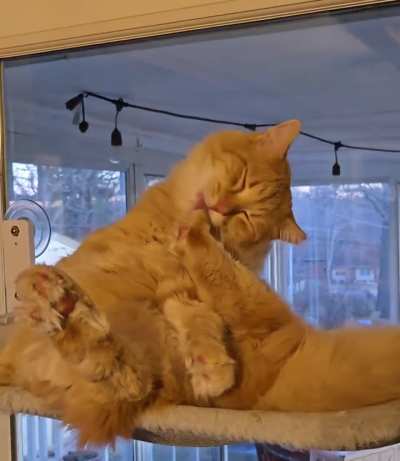 Just hanging out cleaning these adorable toes.