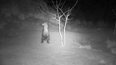 Short hyena problems....