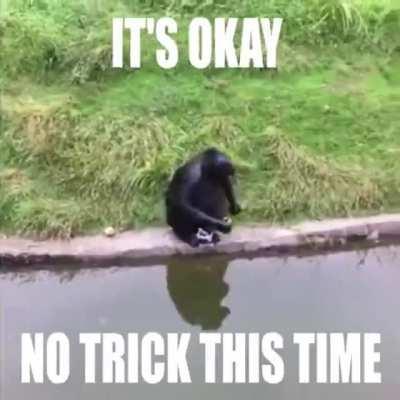 how to trick a monke