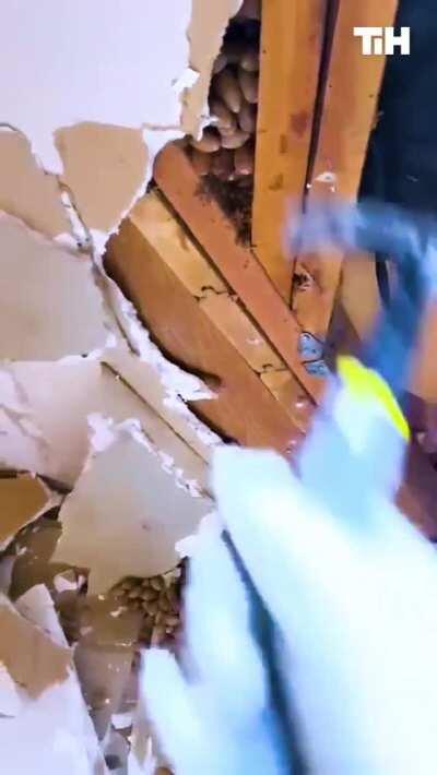 Squirrels in the wall