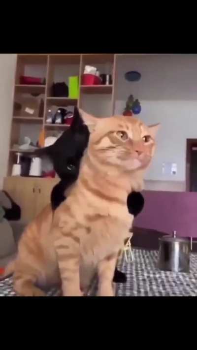 BLACk pANtHEr murderS tHE tigEr