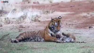Tigress playing with her baby