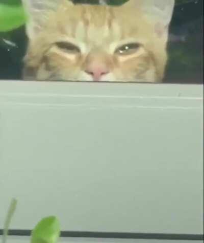 Archie got caught peeping, tries to hide