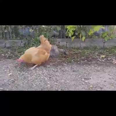 I never thought he had enough with the cat.