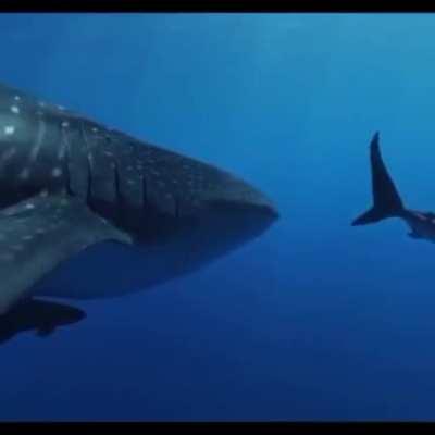 Scratching its belly on another shark