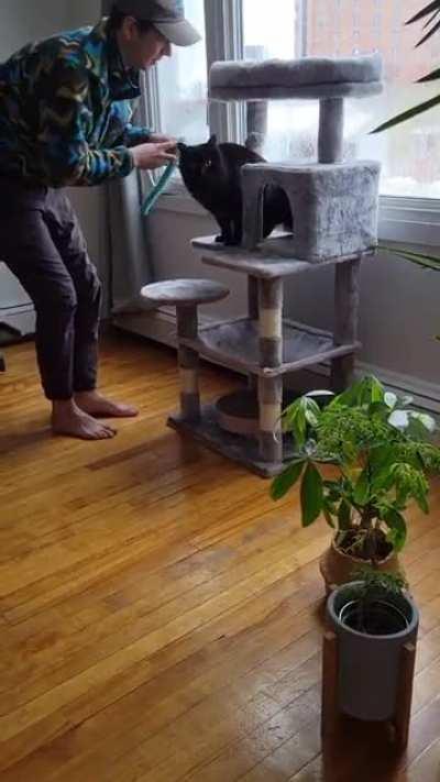 Loving cat until he hears the automatic feeder