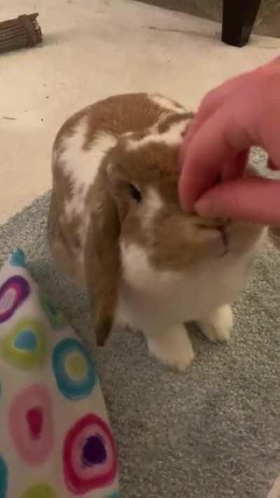 He loooves head scritches
