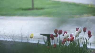 The art of tree grafting (from the maker of the Tree of 40 Fruit) [4:05]