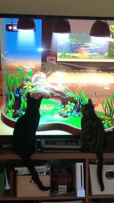 My kittens love the museum