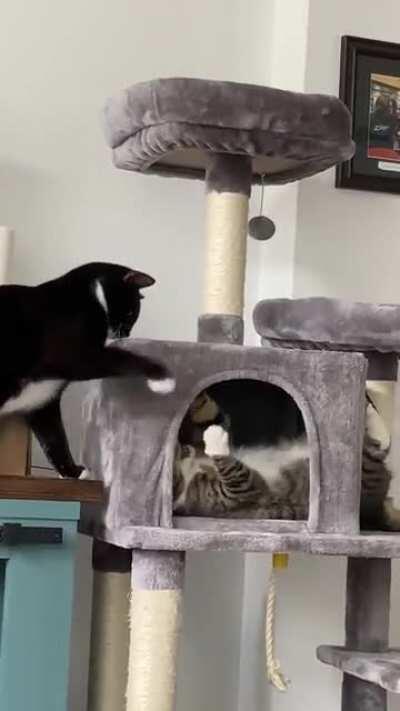 Cat Fight Club