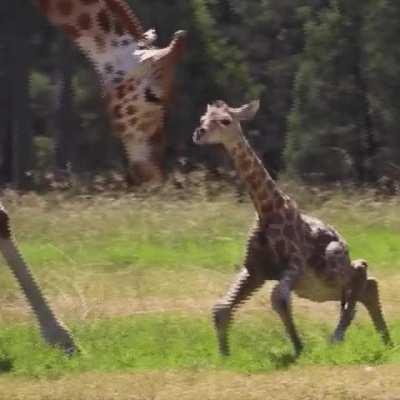 Baby giraffe taking its first steps