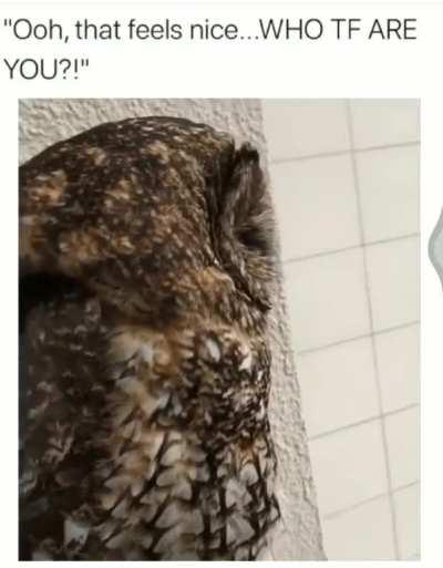 To pet an owl