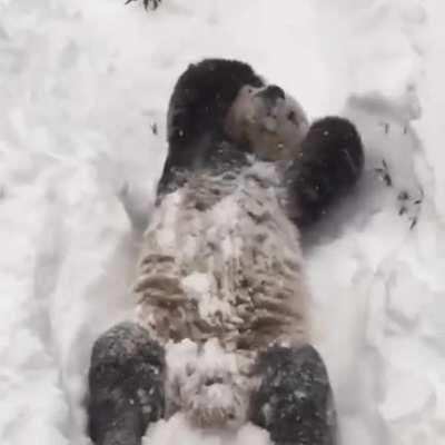 This bigboye belongs here