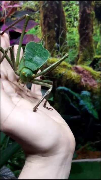 🔥 katydid, often spelled bush cricket and known as the long-horned grasshopper.