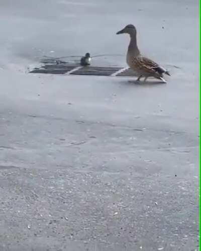 Cute ducks