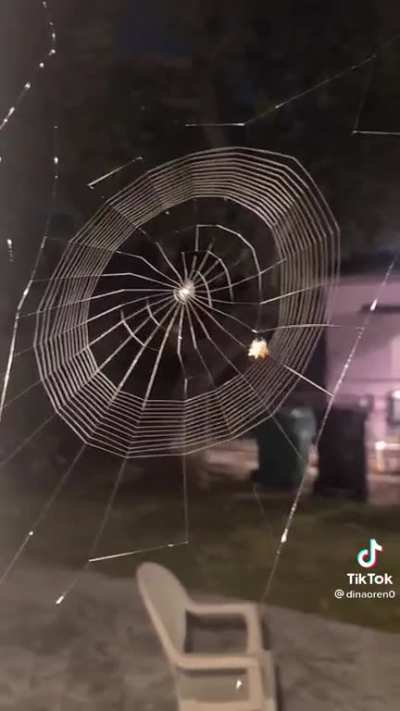 Spider making web