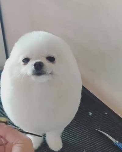 Cute egg doggy