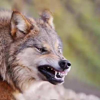 FënřƏƏr, the continuously changing wolf.