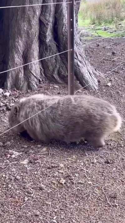 Wombat (?) using a fence to scratch its back