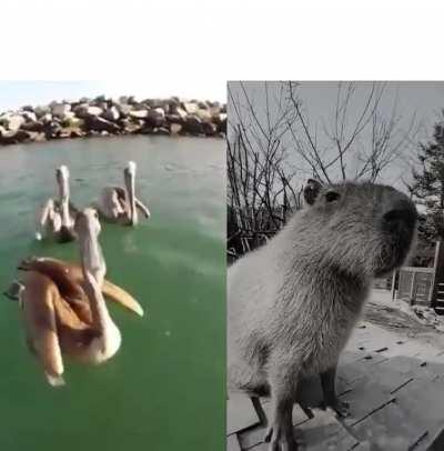 Average pelican fan VS average capybara enjoyer