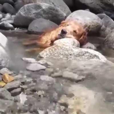 Dreaming in the Stream, A Moment of Calm and Gentle Peace