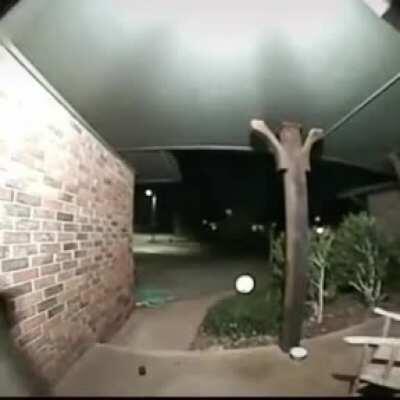 24 de dezembro, véspera de Natal, meu gato é extremamente sensível a fogos, soltaram um rojão bem perto aqui da minha casa, meu gato teve uma convulsão e morreu. Obrigado seres humanos, que neste Natal um grande meteoro nos visite. Amém.